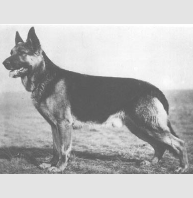 German Shepherd